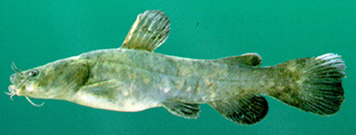 FlatheadCatfish