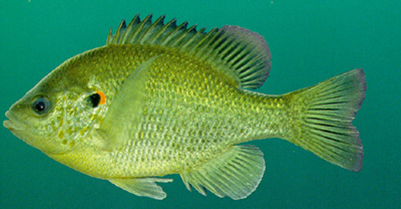 RedearSunfish